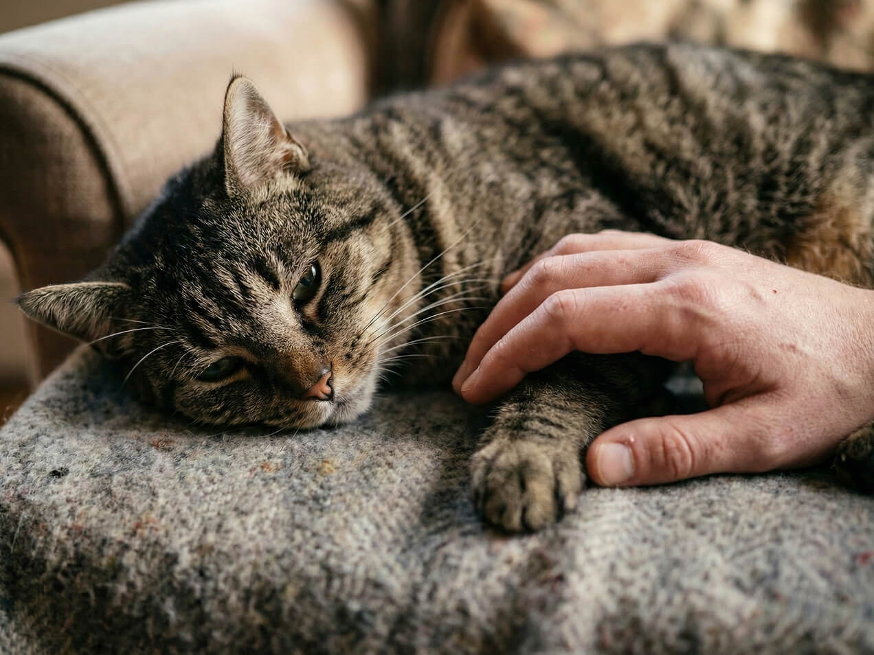 mājdzīvnieka miers blakus saimniekam pirms eitanāzijas