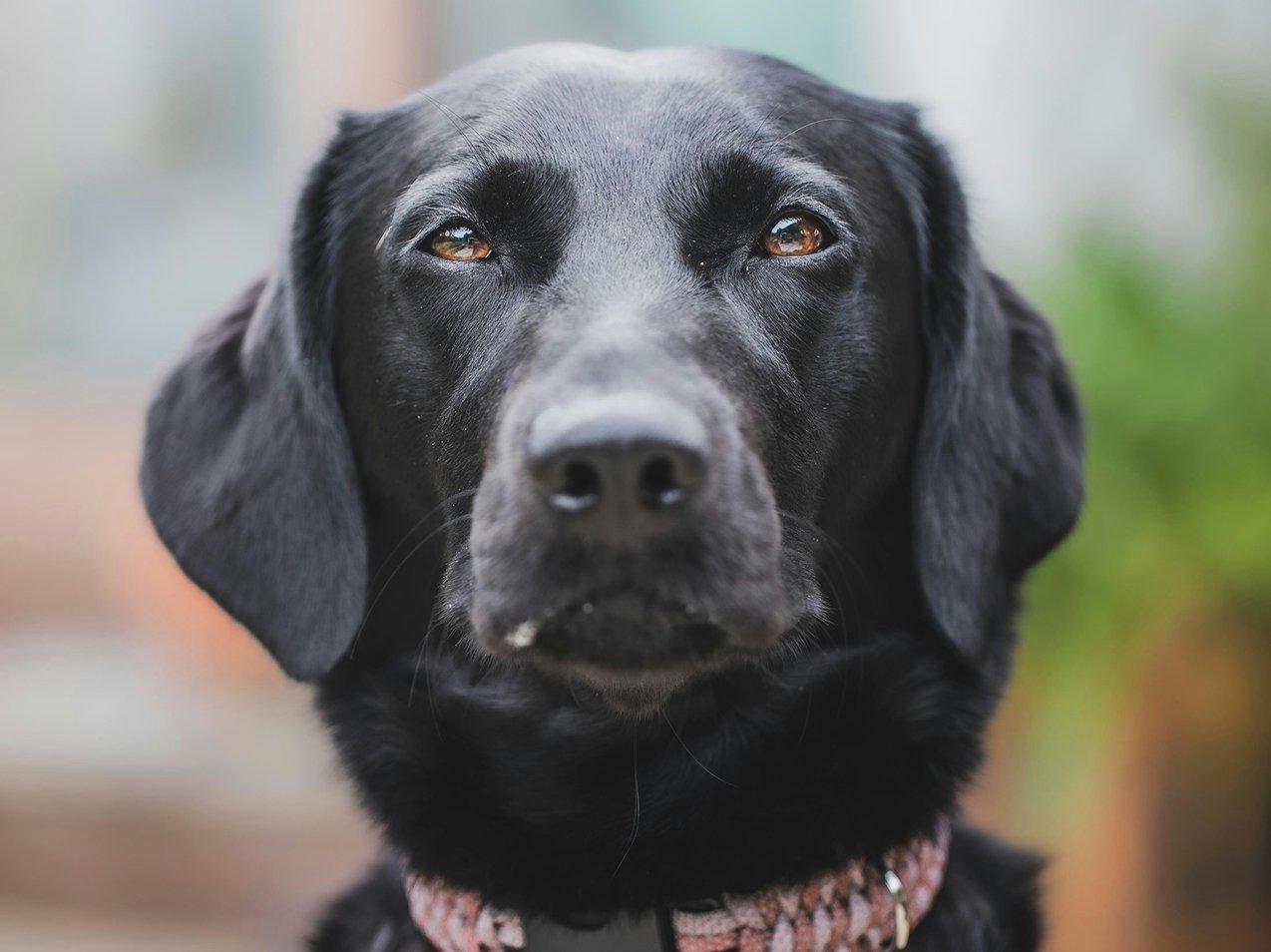 Suņu kremācija — melnais labradors